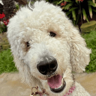 Chanel Wag N Walk Dog Walks