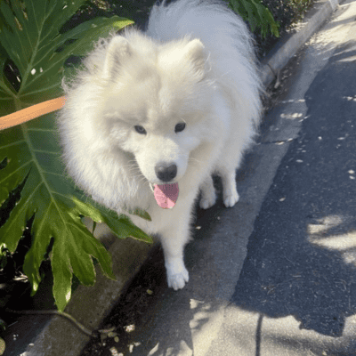 Jax (1) Jax