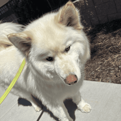 Koda (1) Koda